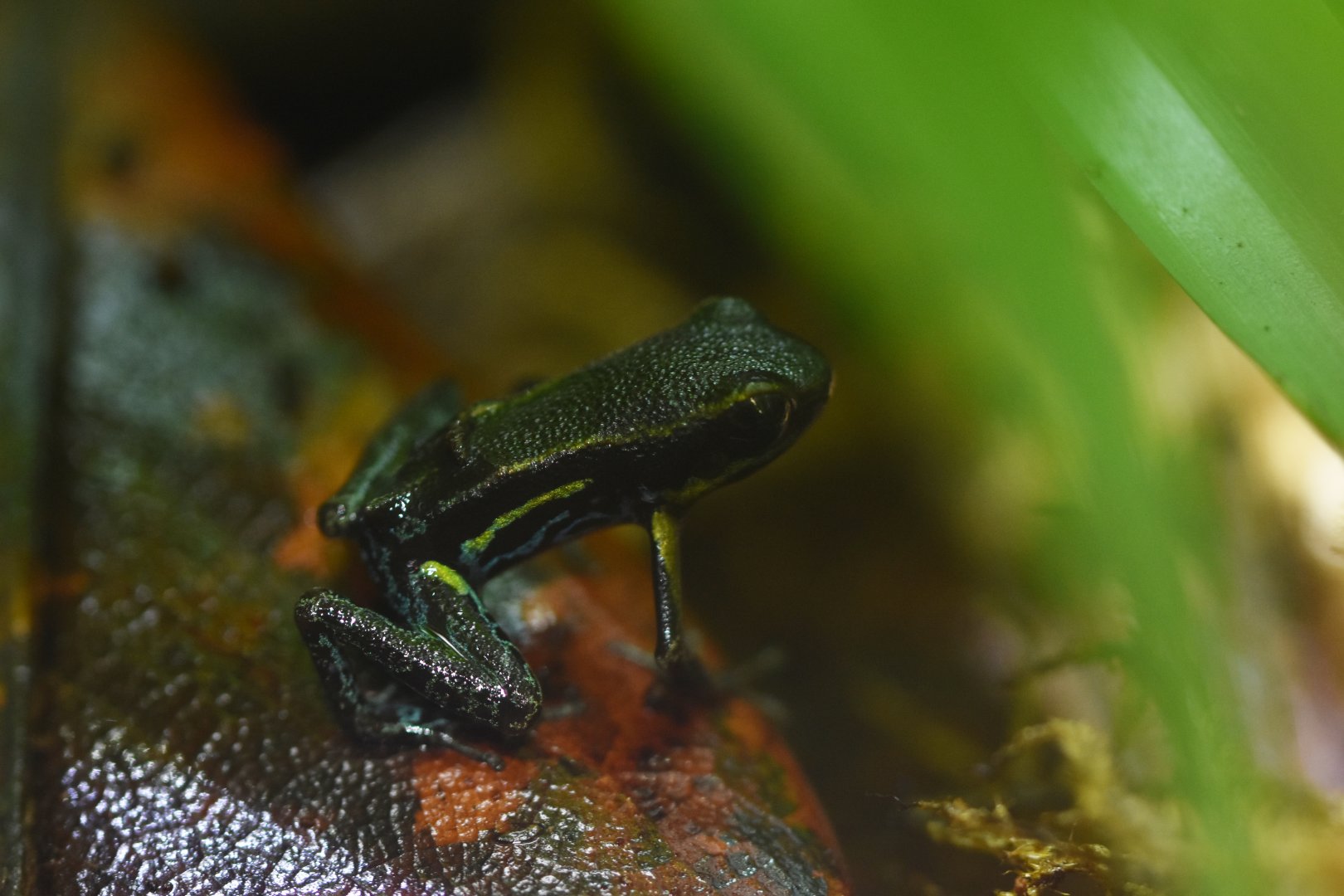Hyloxalus azureiventris