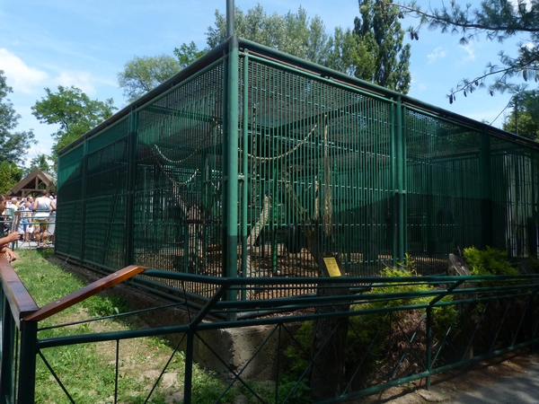 Hymadryas baboon enclosure
