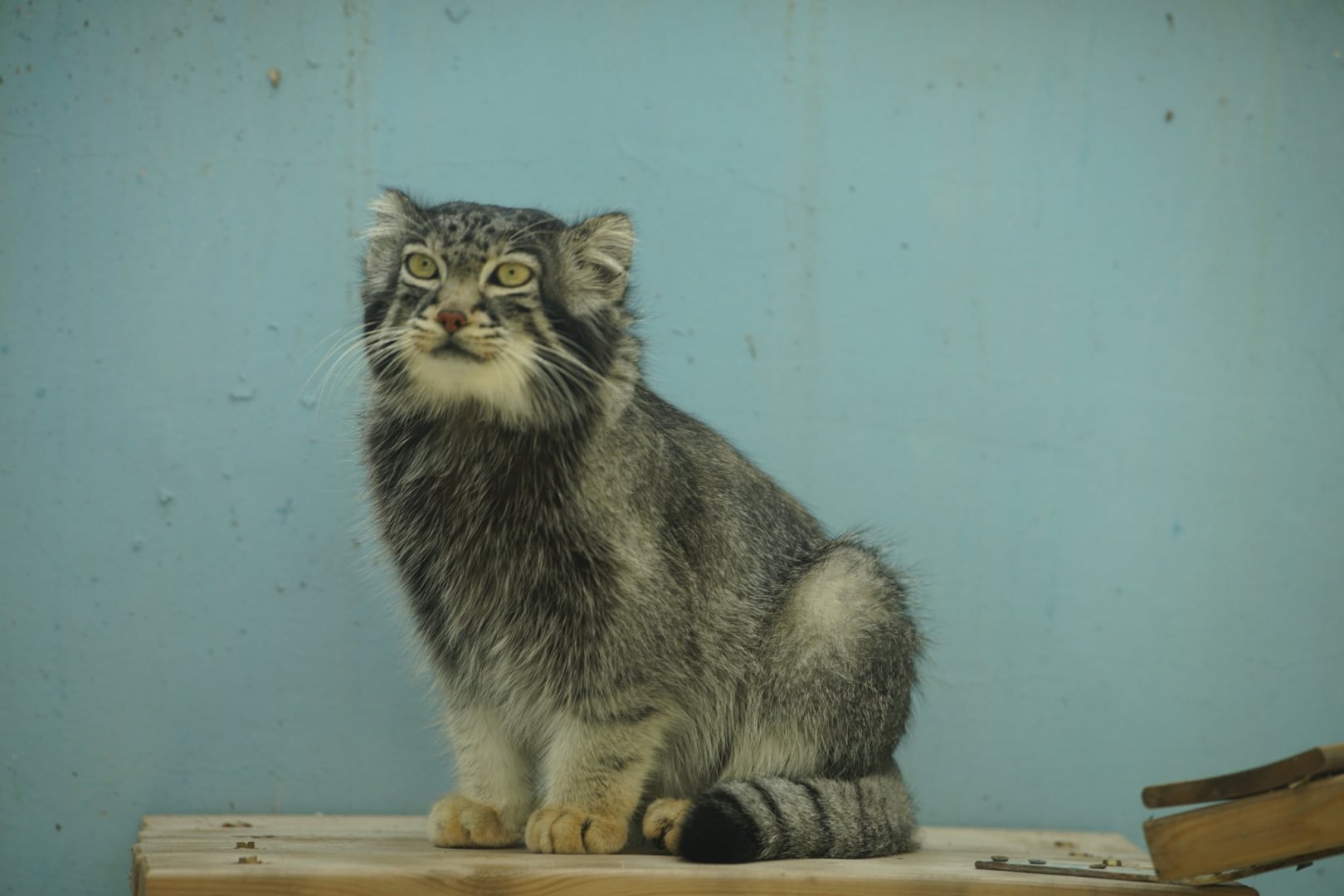 Hymalayan Pallas's Cat
