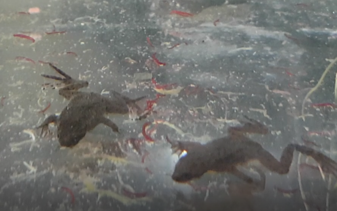 Hymenochirus boettgeri