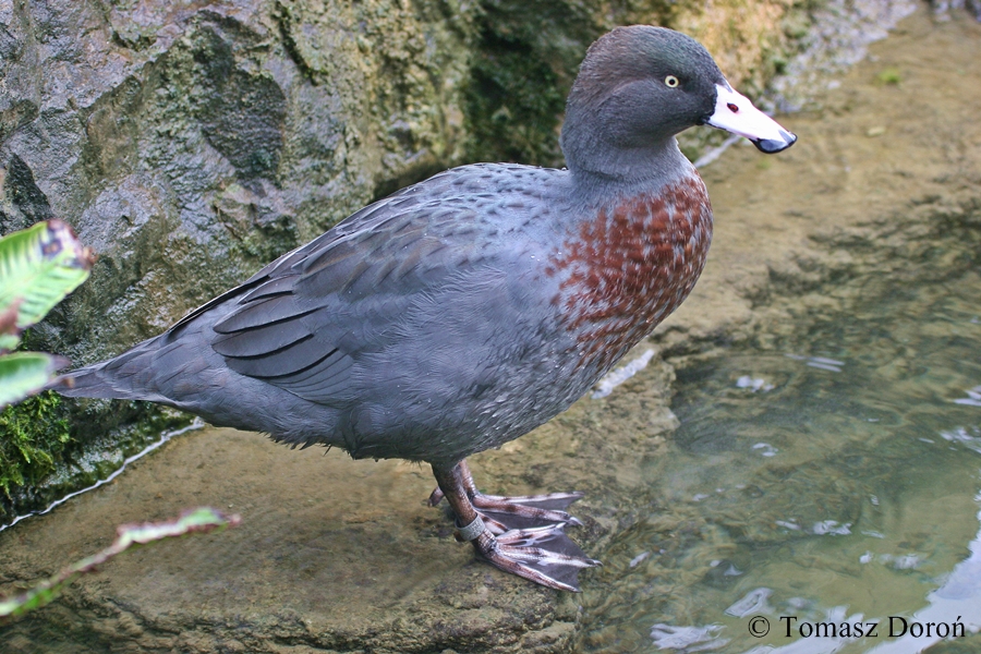 Hymenolaimus malacorhynchos