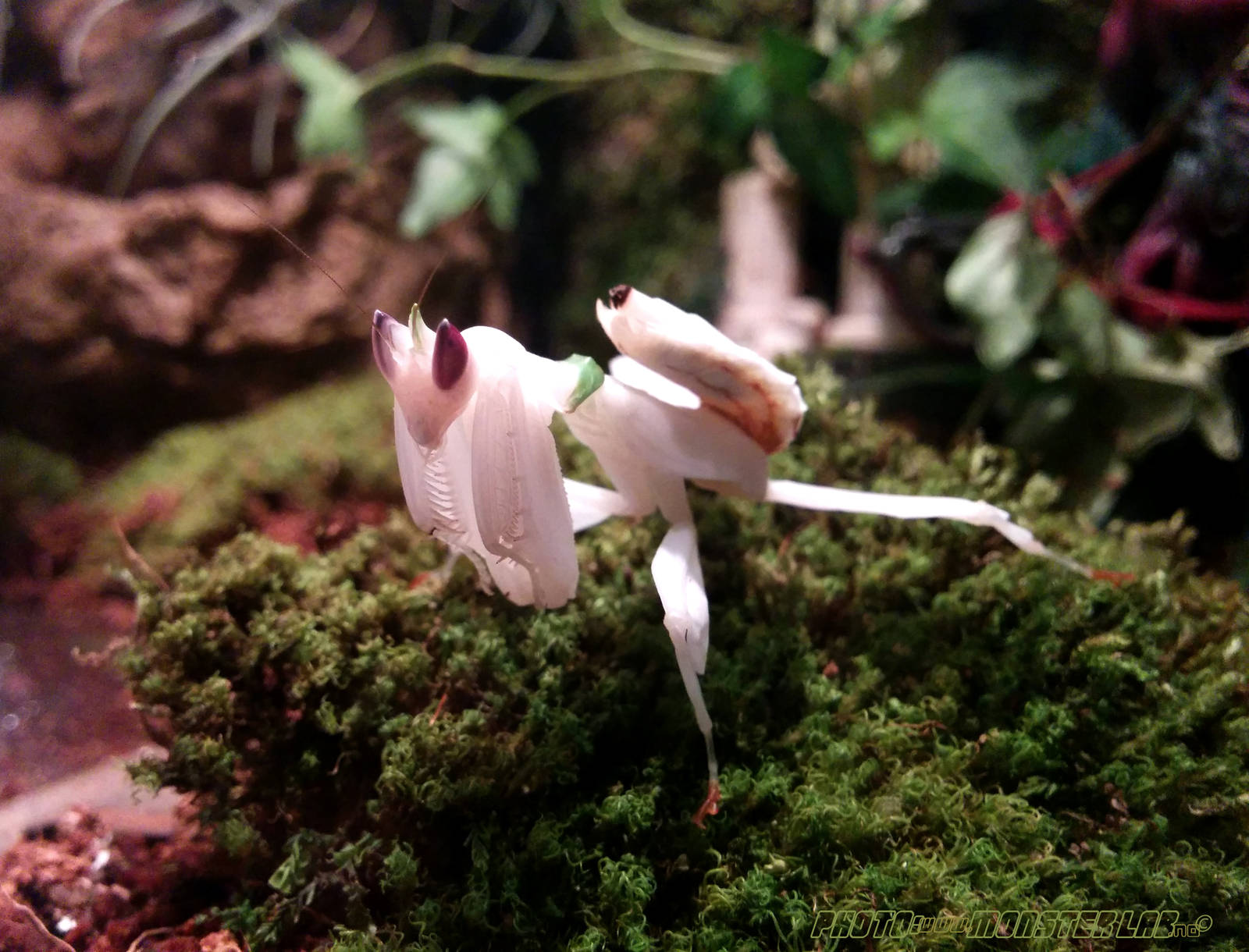 Hymenopus Coronatus