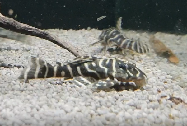 Hypancistrus cf debilittera ( L-340 )