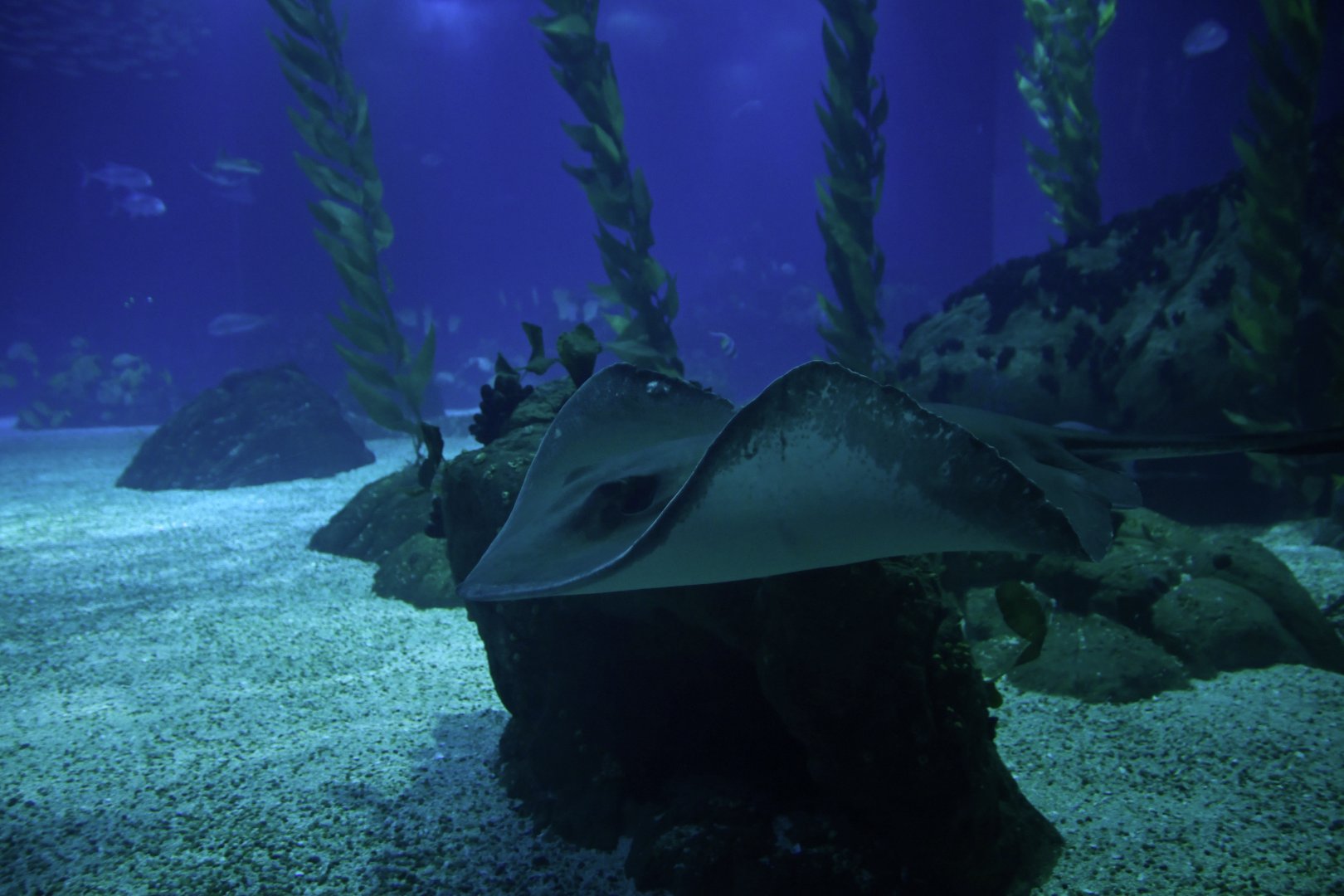 Hypanus americanus (?)