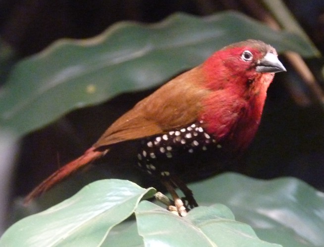 Hypargos niveoguttatus (preserved)