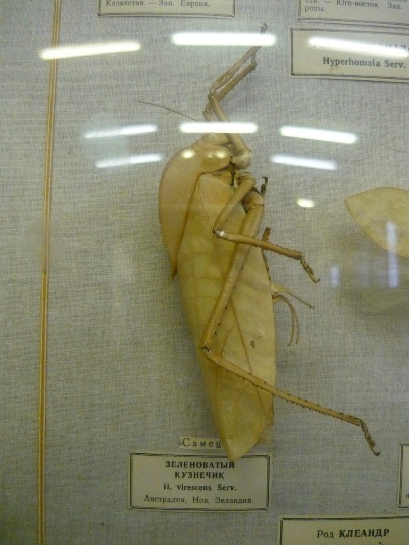 Hyperhomala virescens