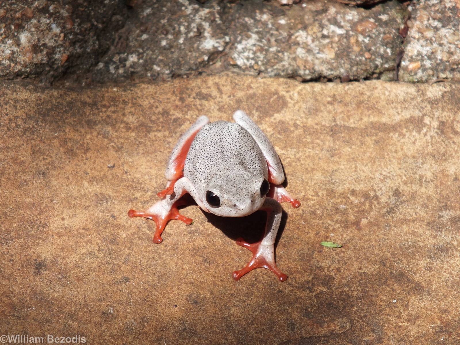 Hyperolius glandicolor ferniquei