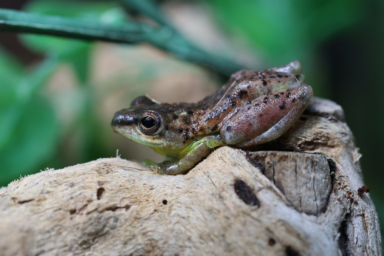Hyperolius ID (Cameroun)