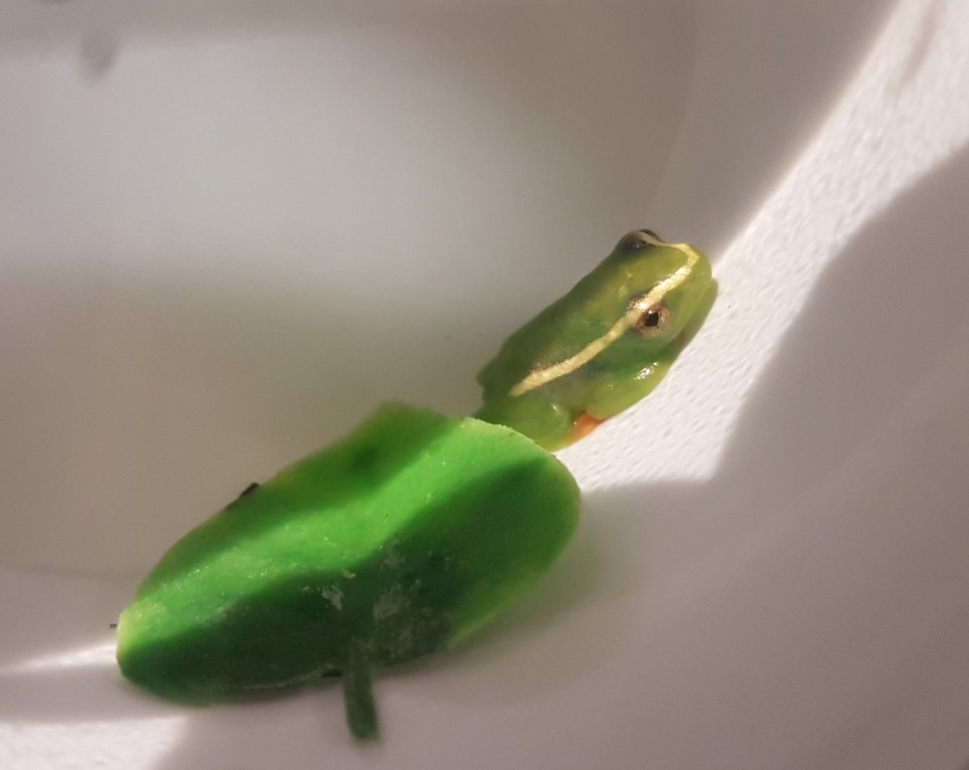 Hyperolius riggenbachi