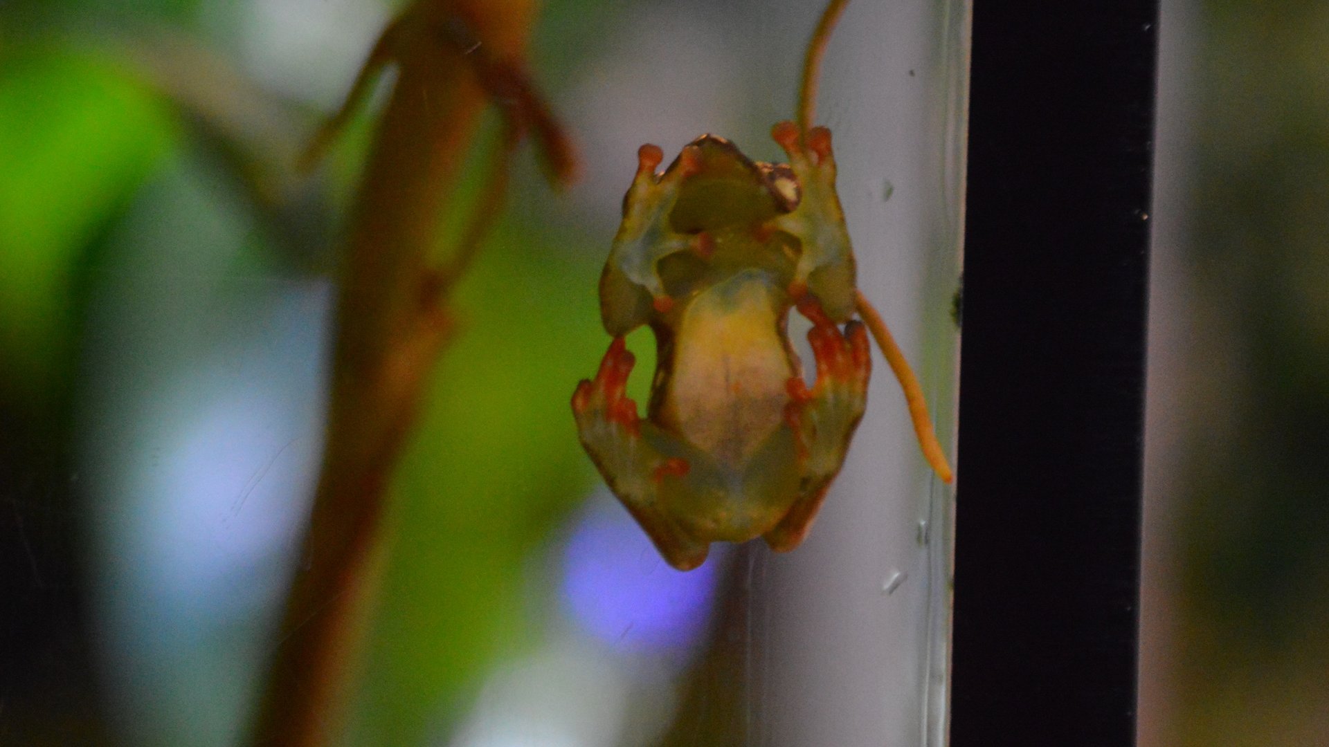 Hyperolius riggenbachi