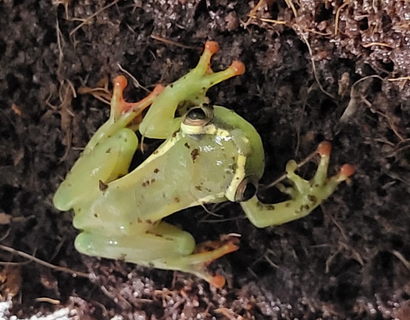 Hyperolius riggenbachi