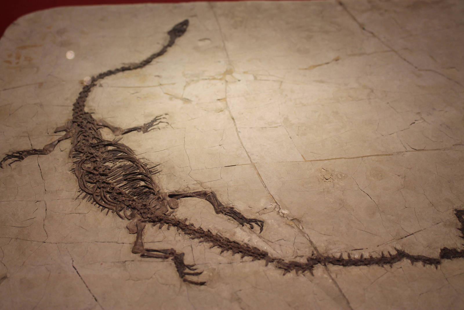 Hyphalosaurus lingyuanensis