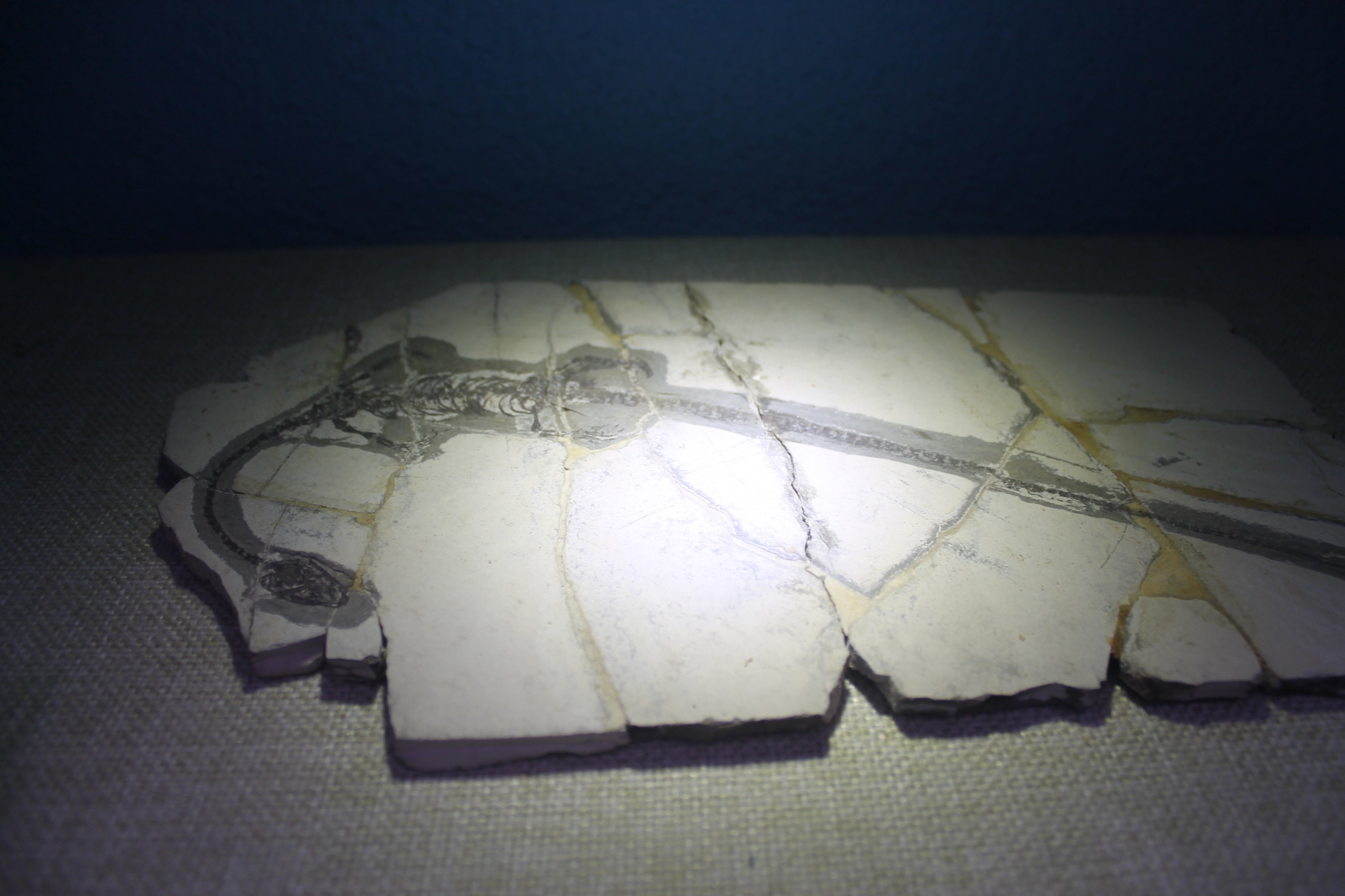 Hyphalosaurus rehensis - Shaanxi Nature Museum