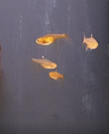 Hyphessobrycon  amandadae