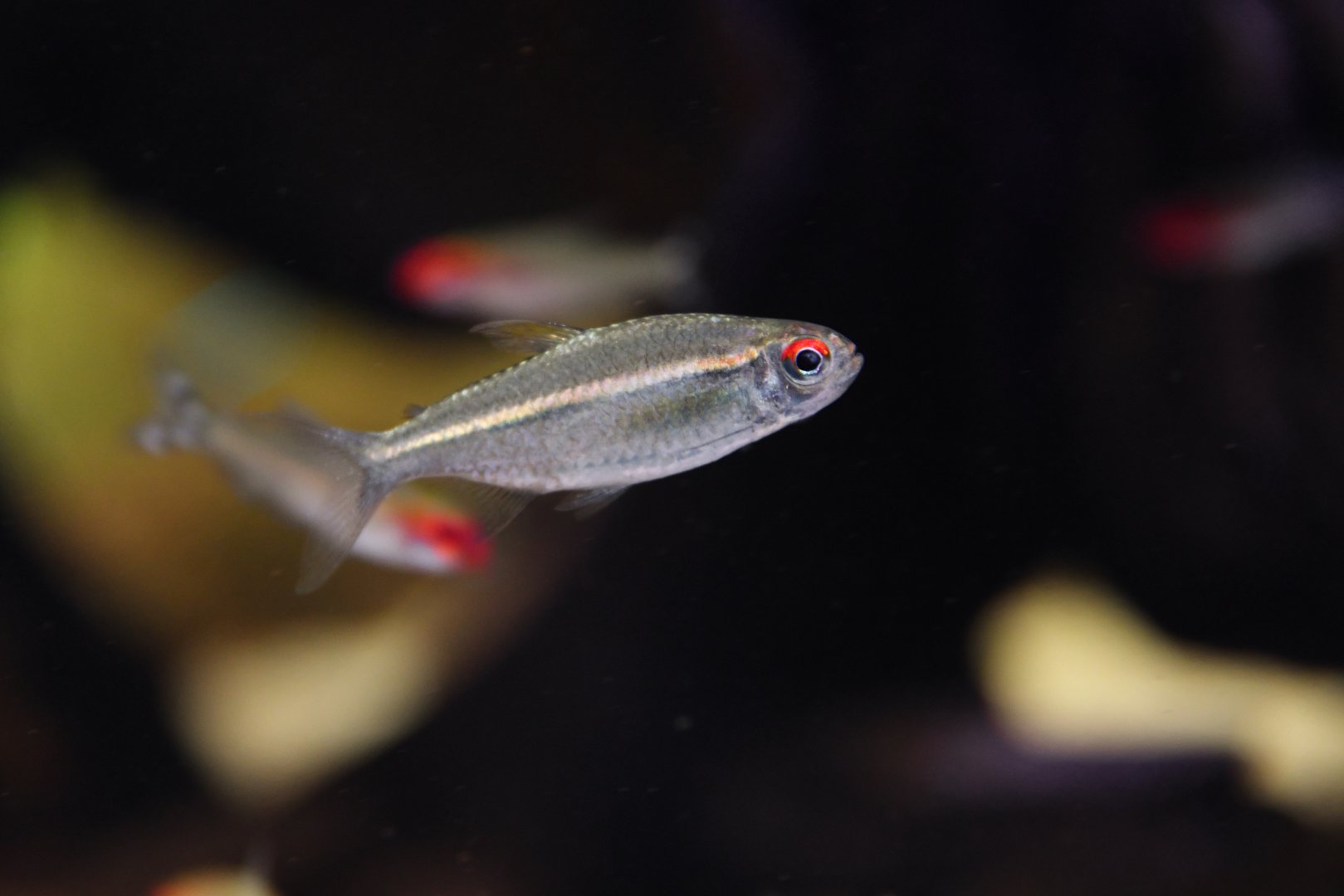 Hyphessobrycon amapaensis