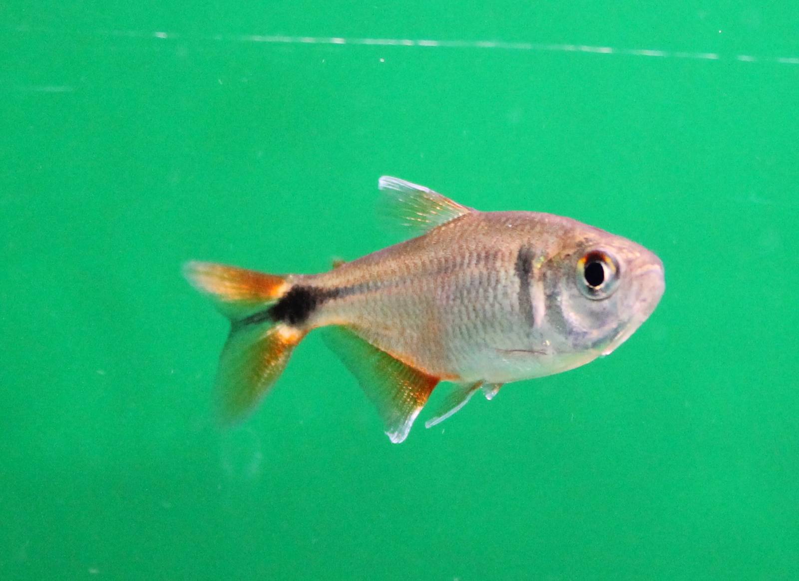 Hyphessobrycon anisitsi