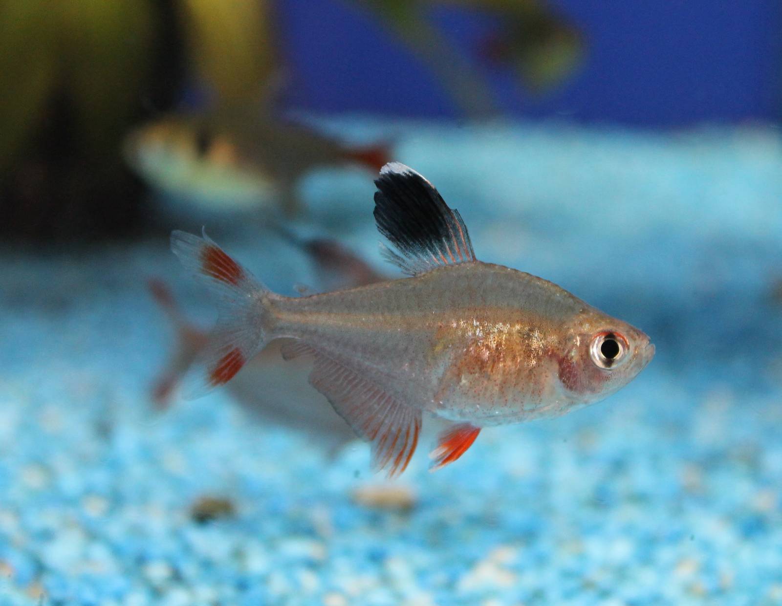 Hyphessobrycon bentosi