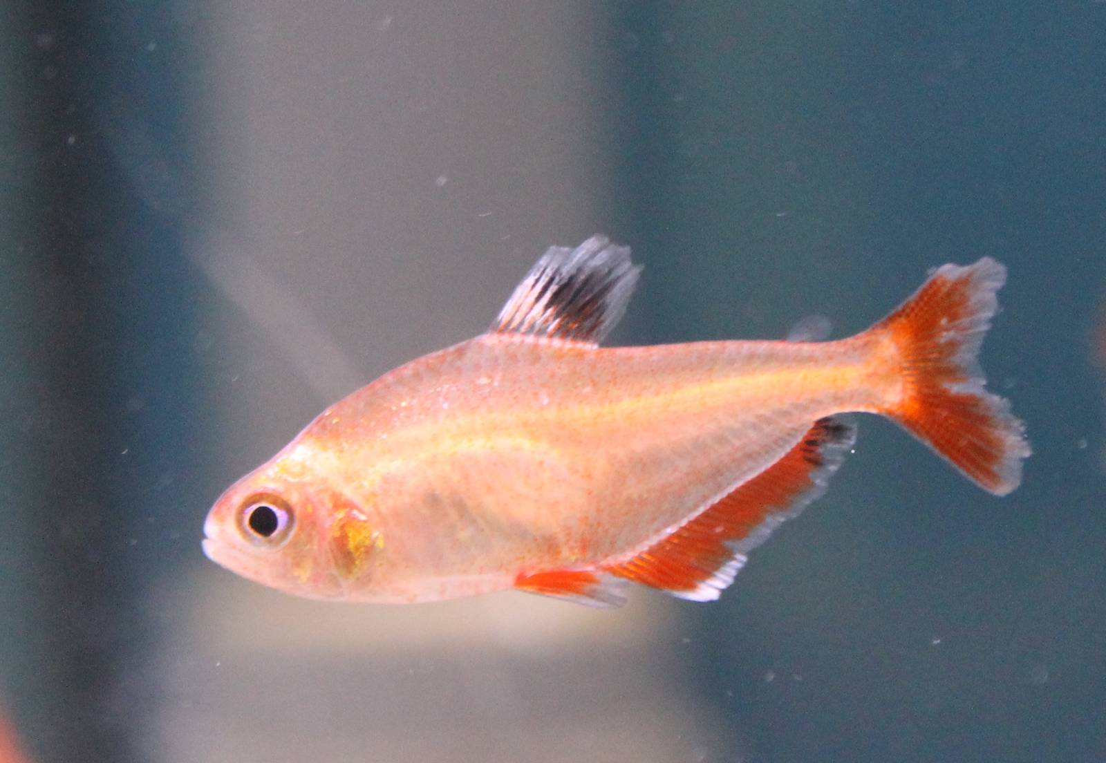 Hyphessobrycon callistus