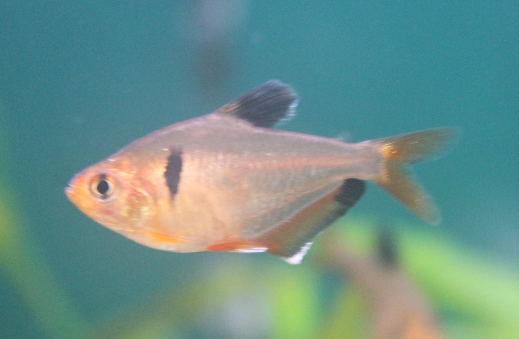 Hyphessobrycon callistus