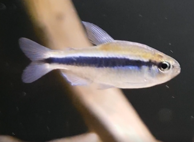 Hyphessobrycon cyanotaenia