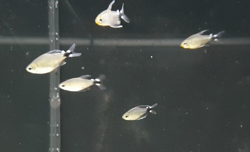 Hyphessobrycon elachys