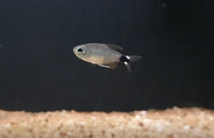 Hyphessobrycon elachys