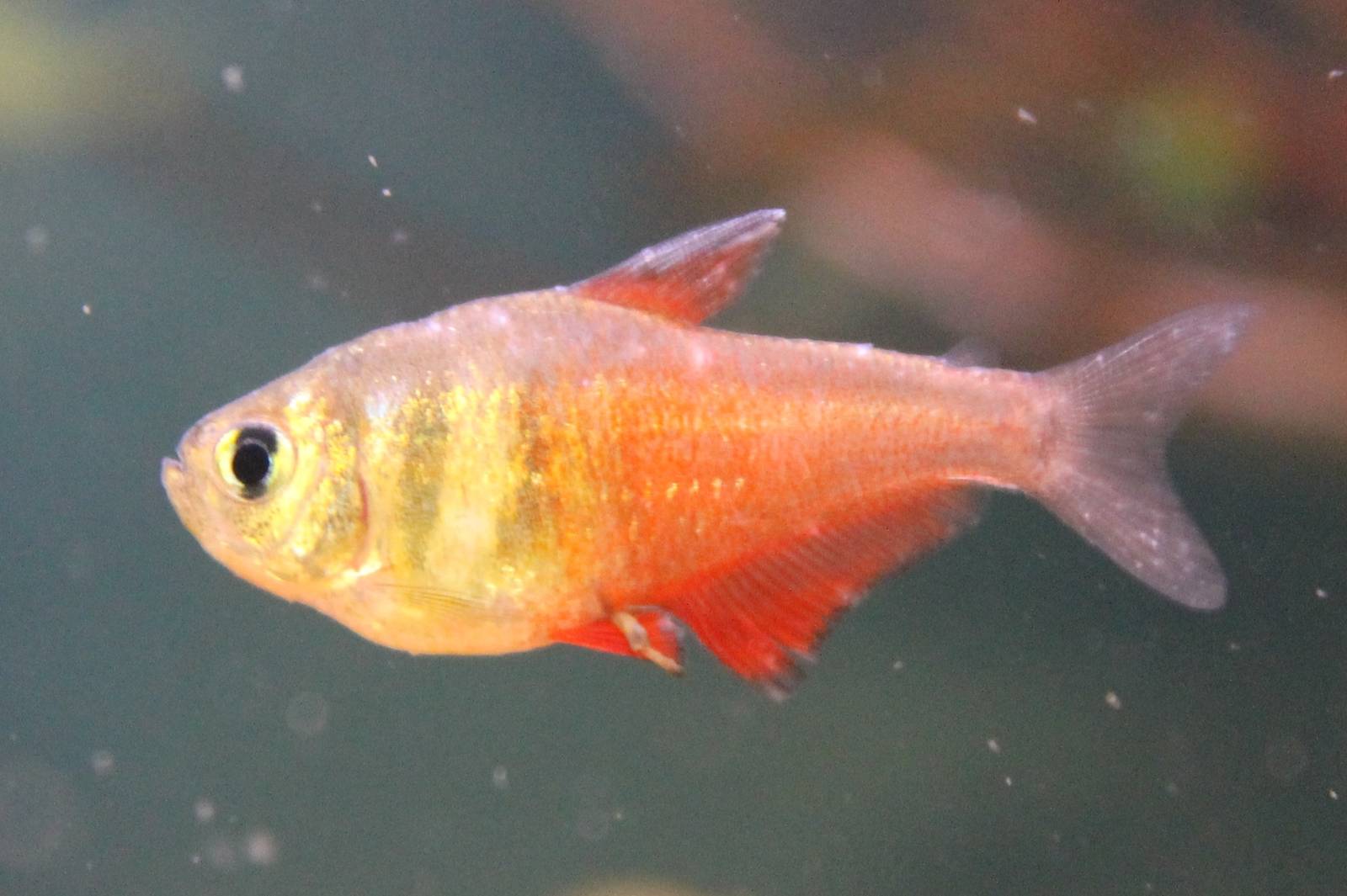 Hyphessobrycon flameus