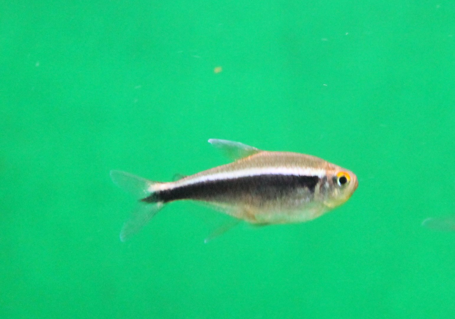 Hyphessobrycon herbertaxelrodi