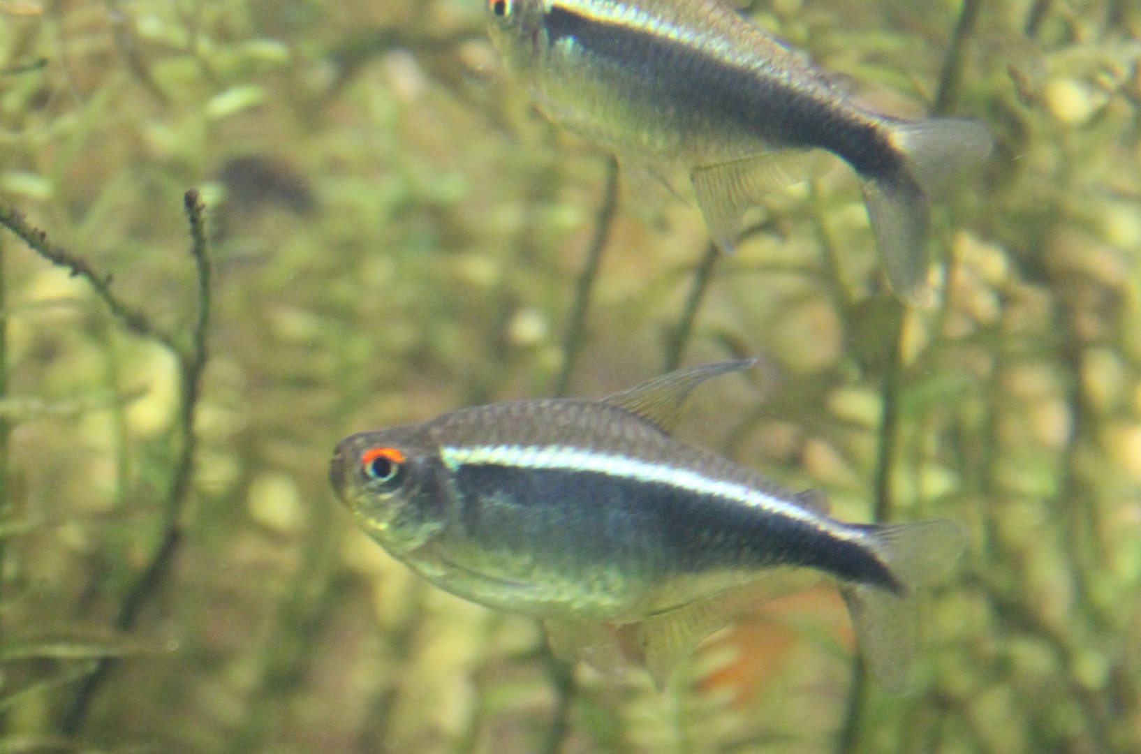 Hyphessobrycon herbertaxelrodi