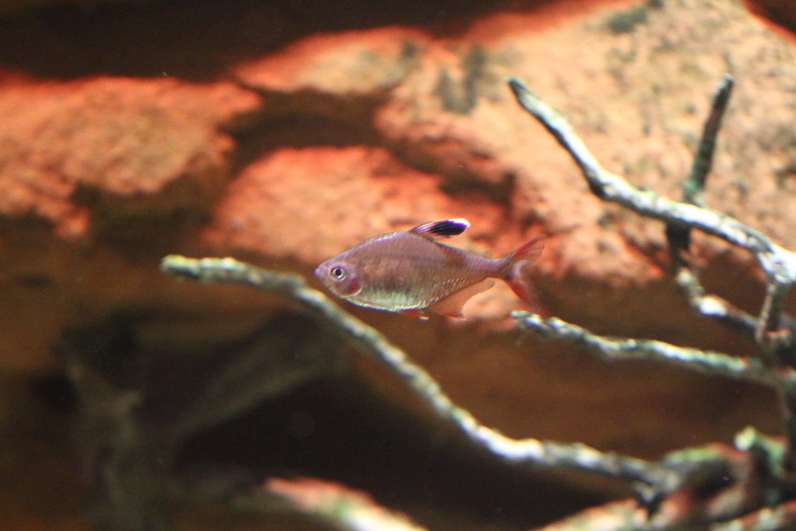 Hyphessobrycon ID