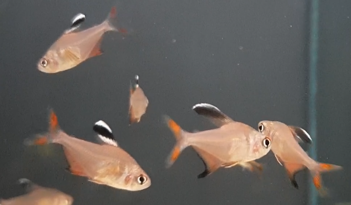 Hyphessobrycon jackrobertsi