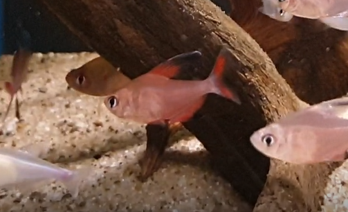 Hyphessobrycon jackrobertsi