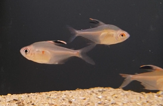 Hyphessobrycon paepkei