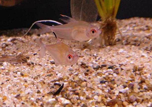 Hyphessobrycon paepkei