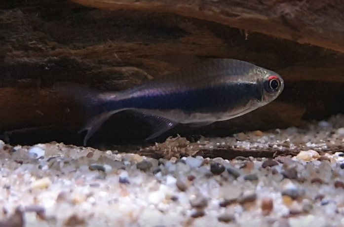 Hyphessobrycon peruvianus