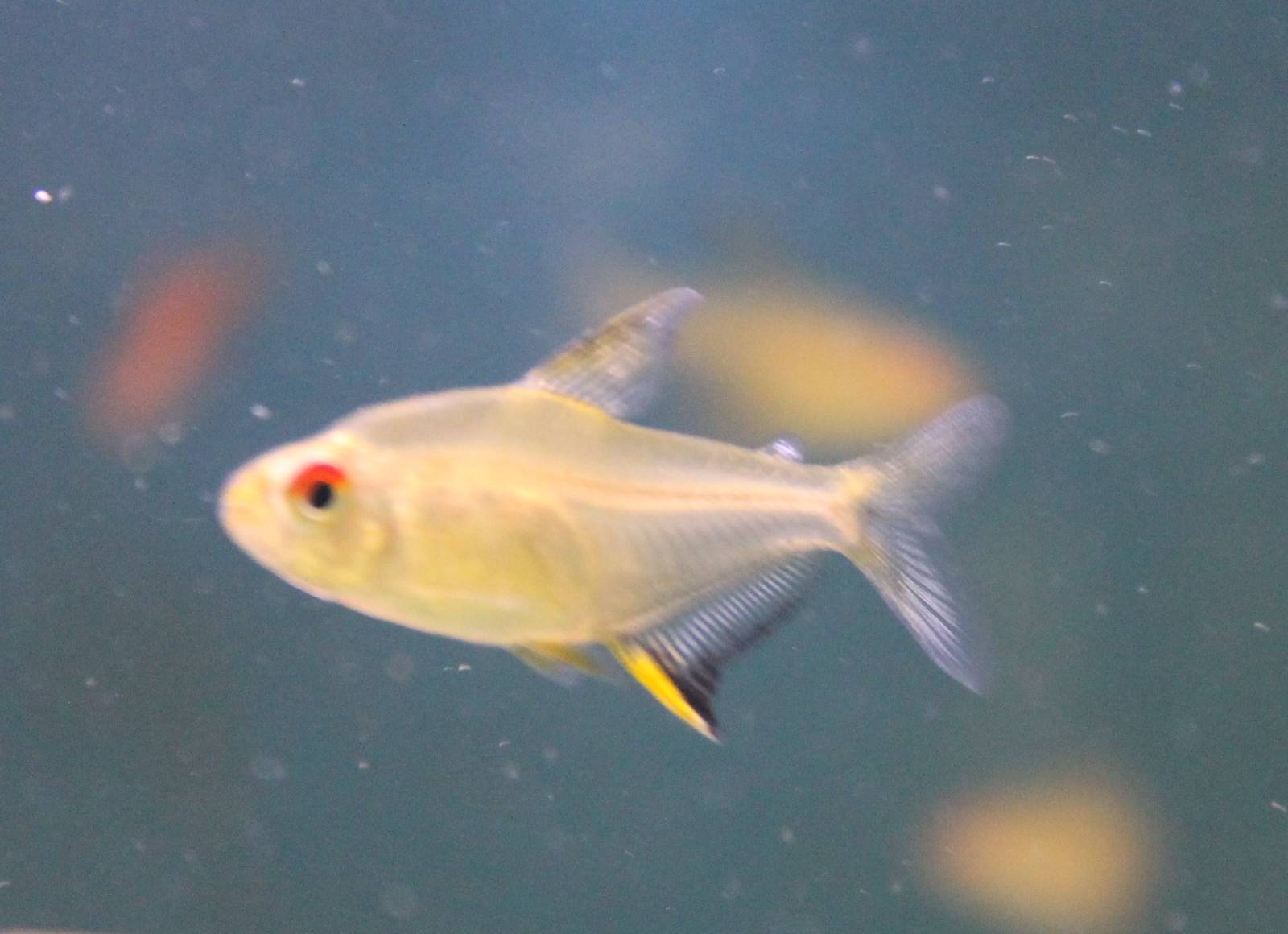 Hyphessobrycon pulchripinnis