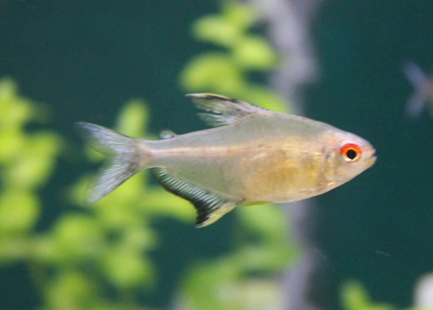 Hyphessobrycon pulchripinnis