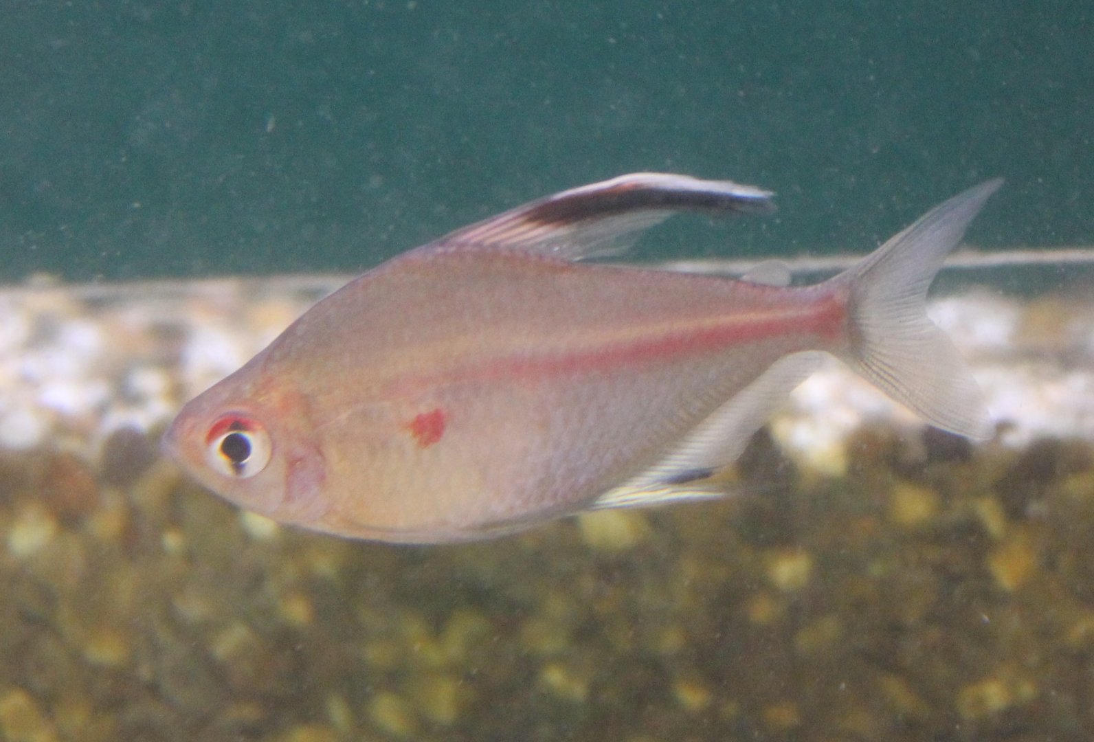Hyphessobrycon rubrostigma