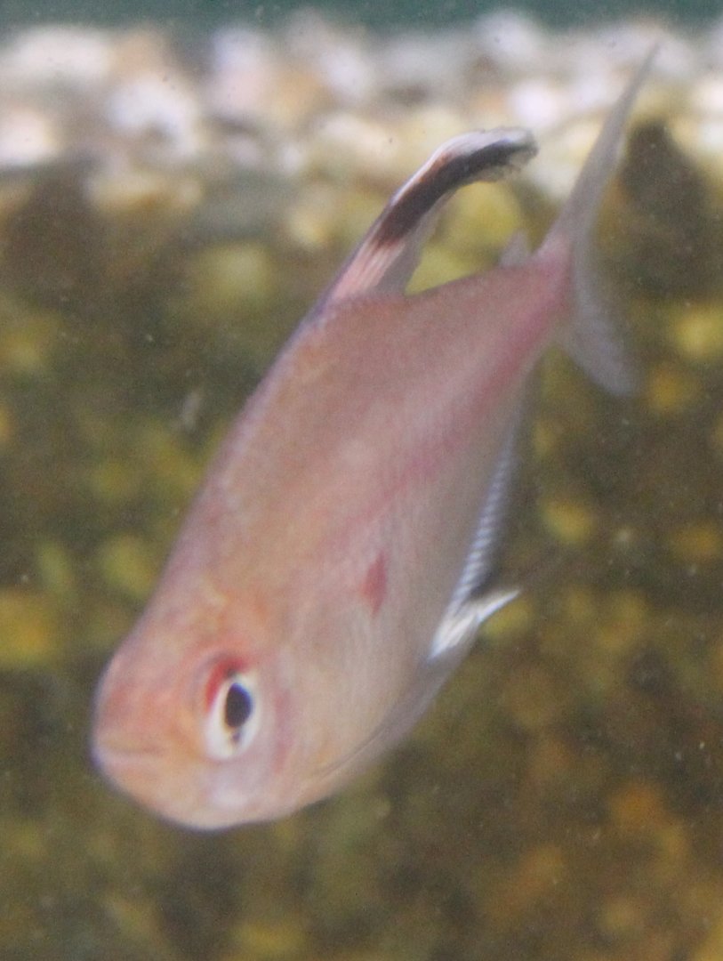 Hyphessobrycon rubrostigma