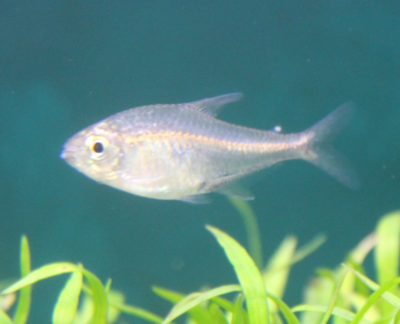 Hyphessobrycon saizi