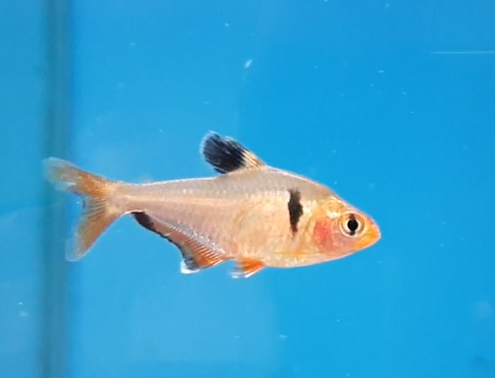 Hyphessobrycon serpae