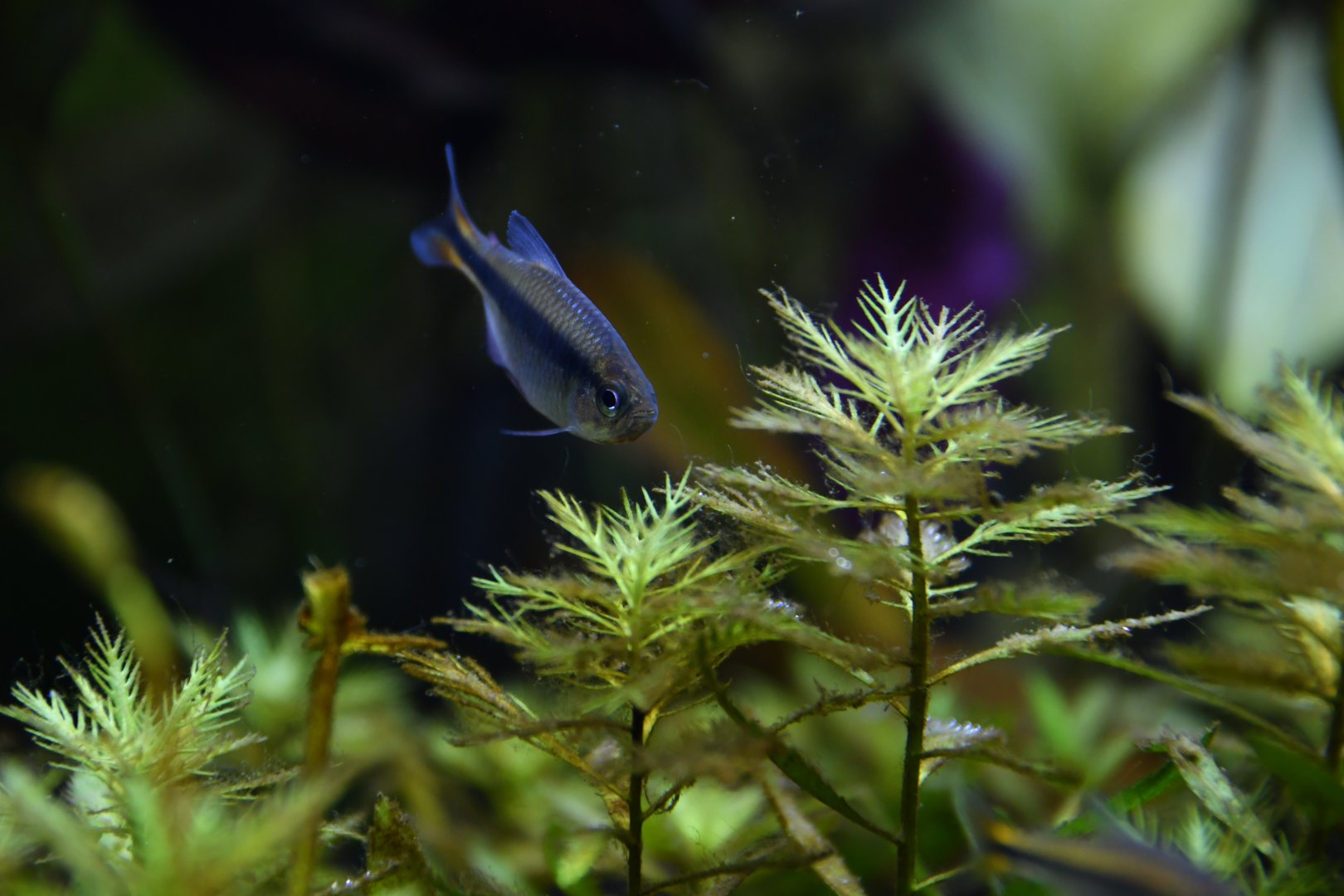 Hyphessobrycon sp. Blue Ribbon