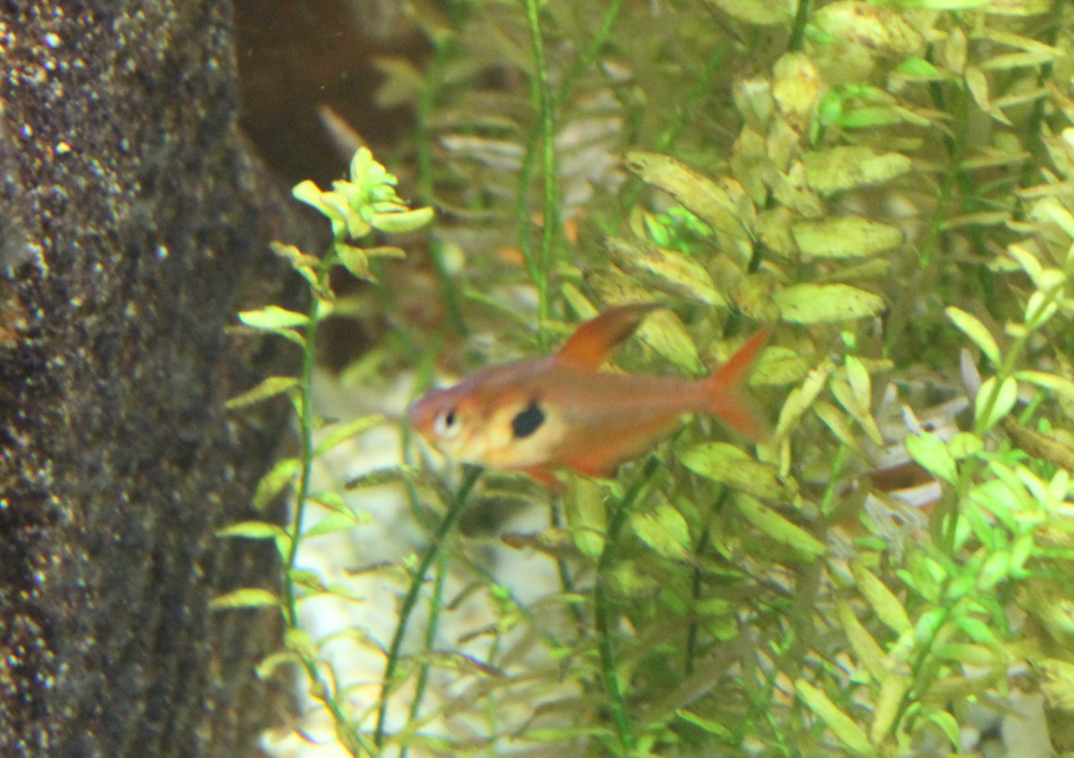 Hyphessobrycon sweglesi