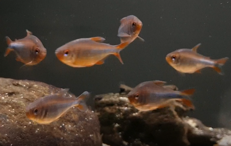 Hyphessobrycon wadai