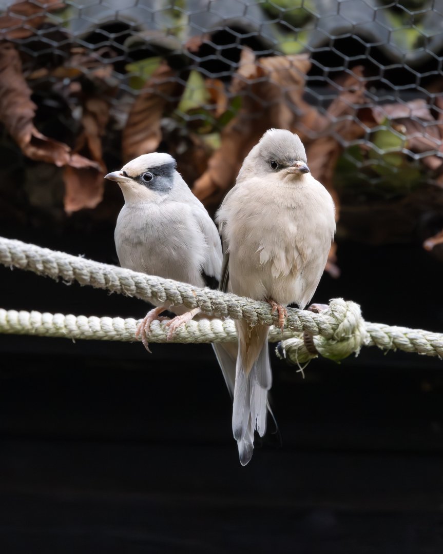 Hypocolius / Hamerton / 14-1-25