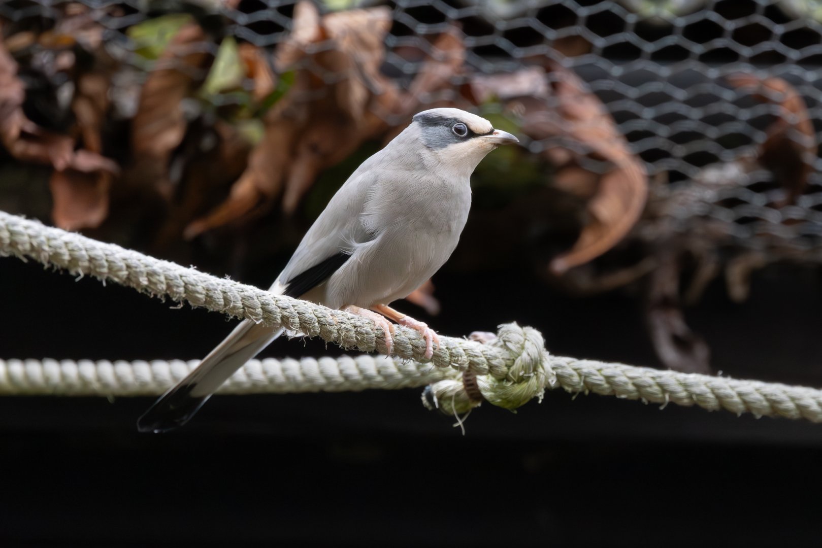 Hypocolius / Hamerton / 14-1-25