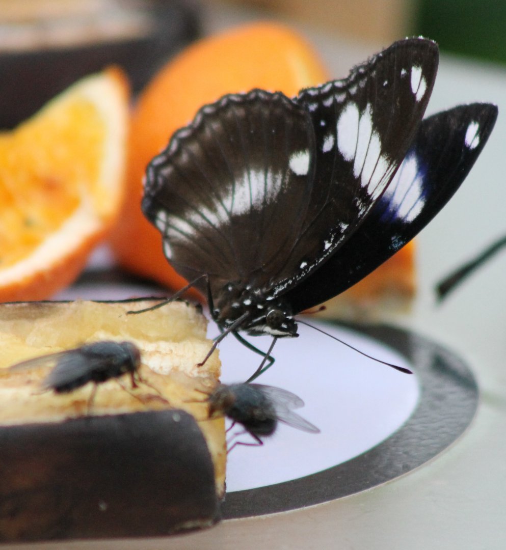 Hypolimnas bolina and flies