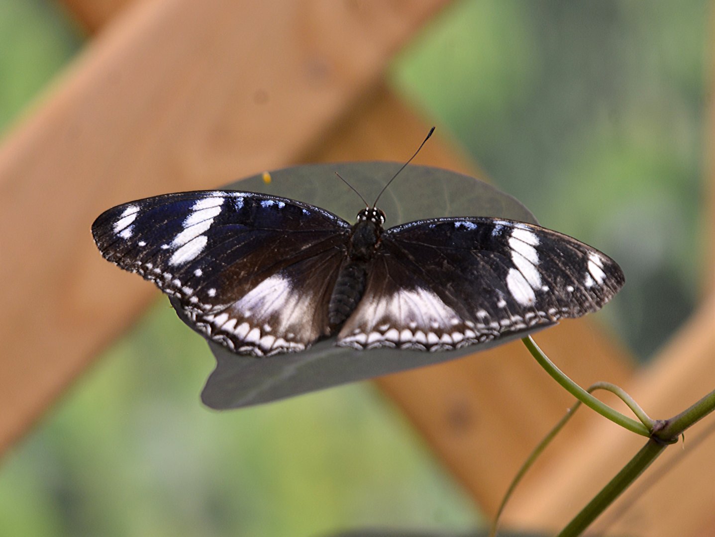 Hypolimnas bolina female