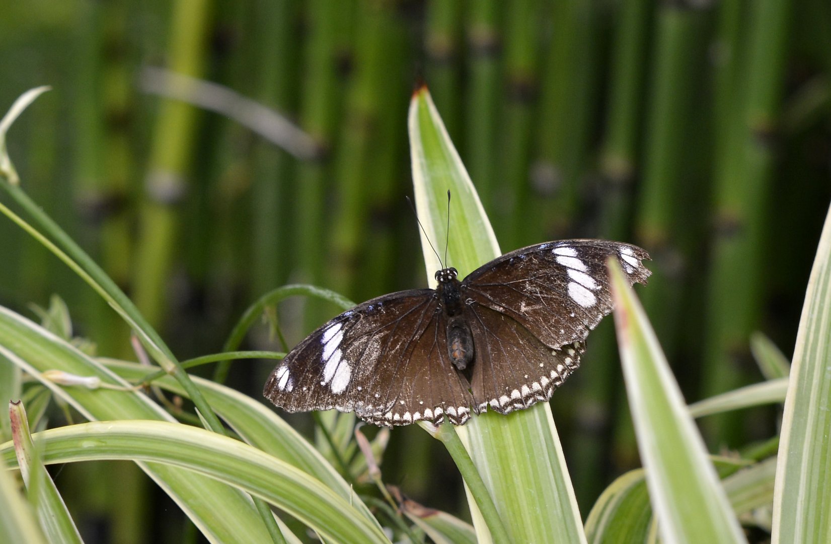Hypolimnas bolina female