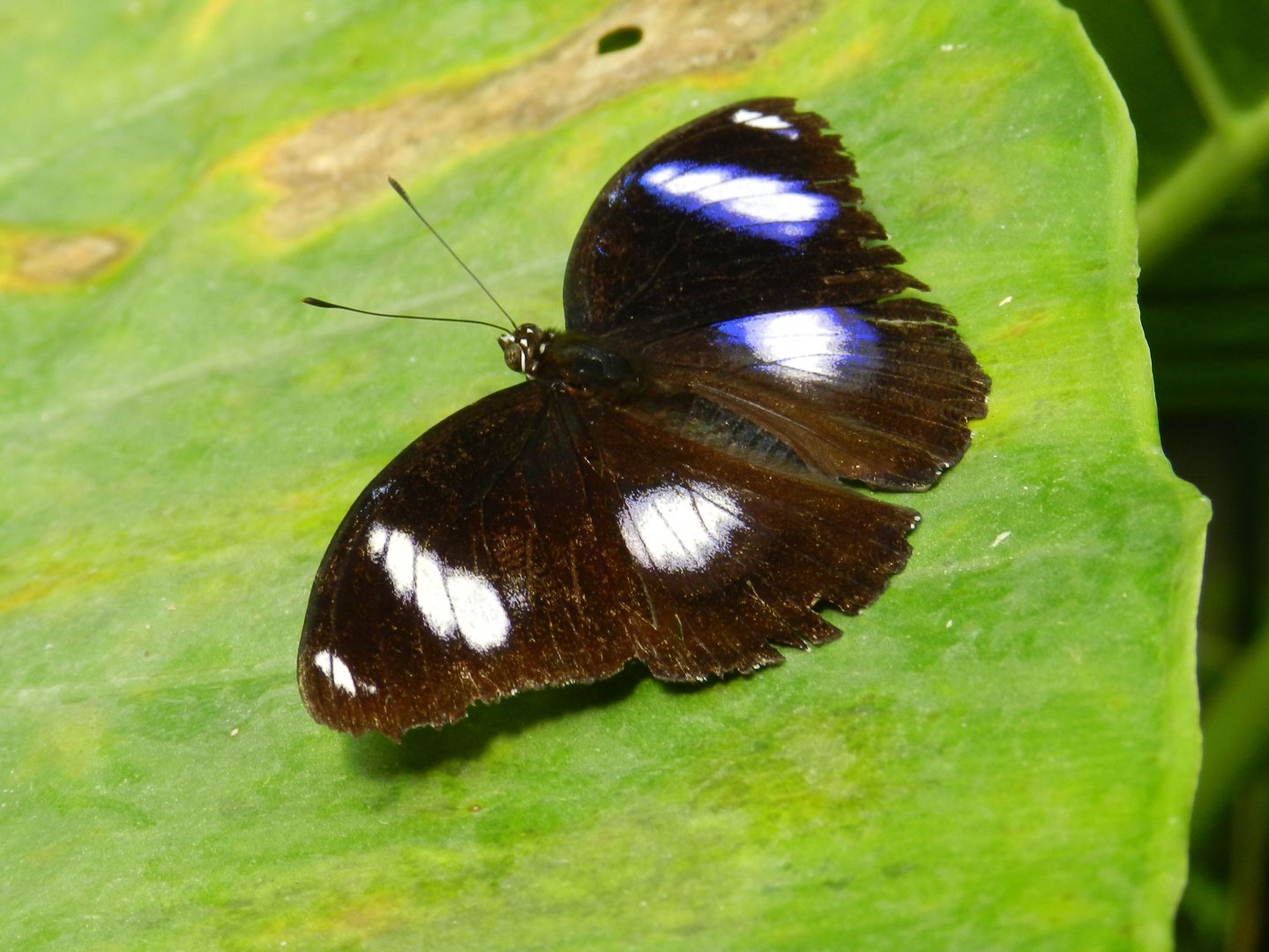 Hypolimnas bolina
